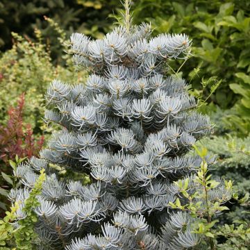 Abete del Colorado Compacta - Abies concolor
