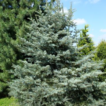 Abete del Colorado Violacea - Abies concolor