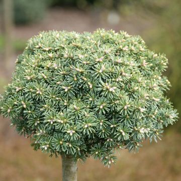 Abete coreano Blauer Eskimo - Abies koreana  Abete coreano Blauer Eskimo - Abies koreana