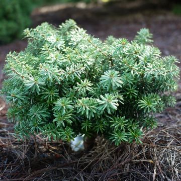 Abete coreano Cis - Abies koreana