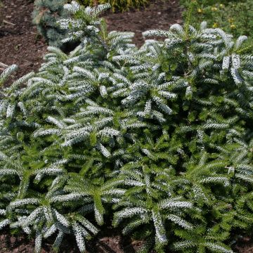 Abete coreano Silver Show - Abies koreana Silver Show