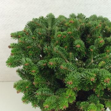 Abete del Caucaso Münsterland - Abies nordmanniana