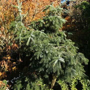 Abete del Caucaso Pendula - Abies nordmanniana