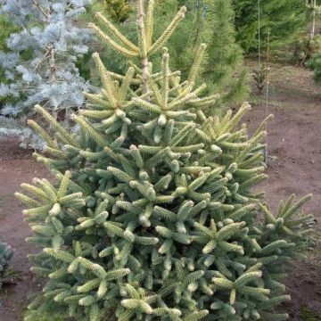 Abete del Caucaso Aurea - Abies nordmanniana