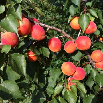 Albicocco Orange Summer