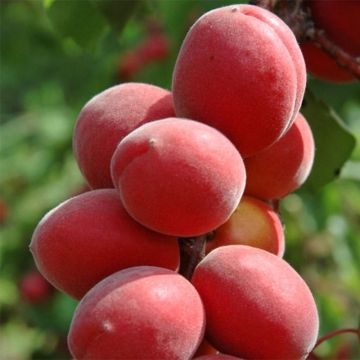 Albicocco Sunrosso ou Rubista