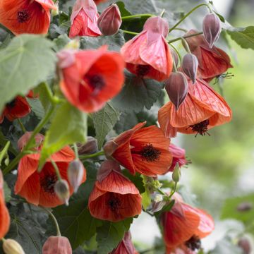 Abutilon megapotanicum Red Trumpet