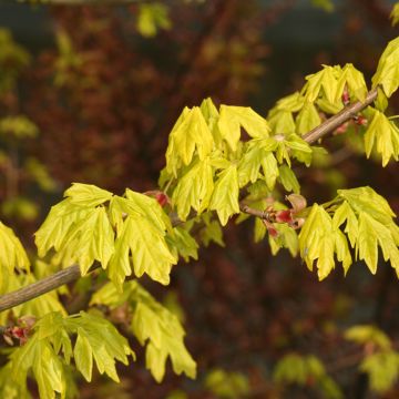 Acer campestre Postelense