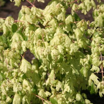  Acer campestre Pulverulentum