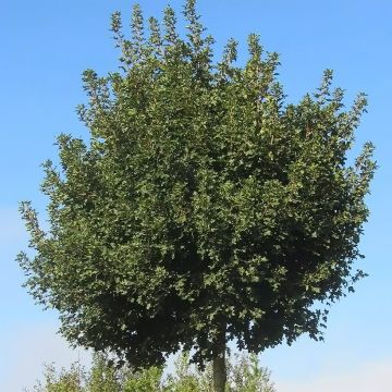 Acer campestre Nanum