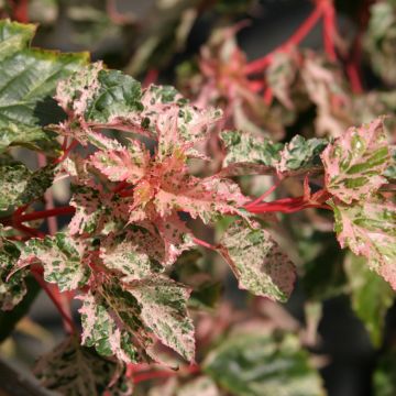 Acer x conspicuum Silver Cardinal - Acero pelle di serpente