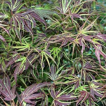Acer palmatum Manyo-No-Sato - Acero giapponese Acer palmatum Manyo-No-Sato - Acero giapponese