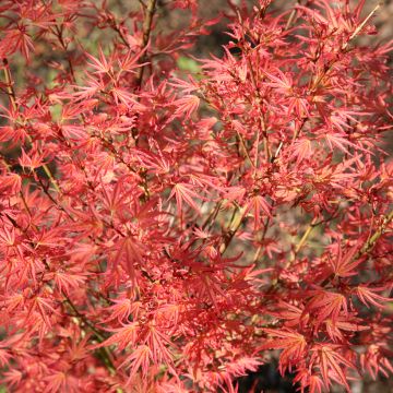 Acer palmatum Wilson's Pink Dwarf - Acero giapponese Acer palmatum Wilson's Pink Dwarf - Acero giapponese