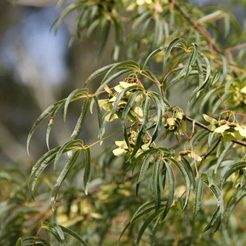  Acer pentaphyllum