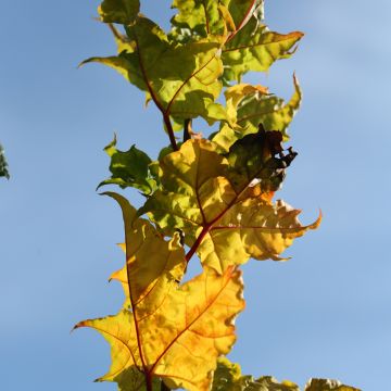 Acer platanoides Marylka - Acero riccio