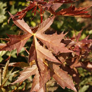 Acer platanoides Dissectum - Acero riccio