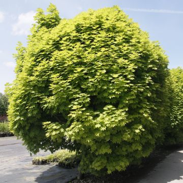 Acer platanoides Gurba - Acero riccio