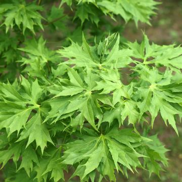 Acer platanoides Oregon Pride - Acero riccio