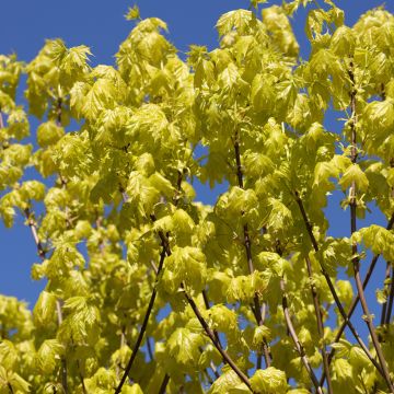 Acer platanoides Princeton Gold - Acero riccio