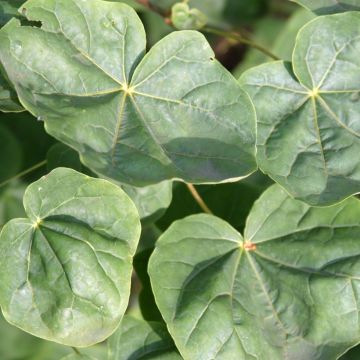 Acer platanoides Tharandt - Acero riccio