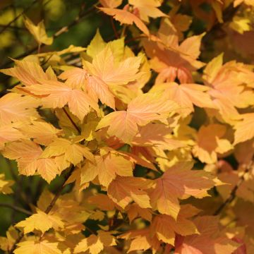 Acer pseudoplatanus Leat's Cottage