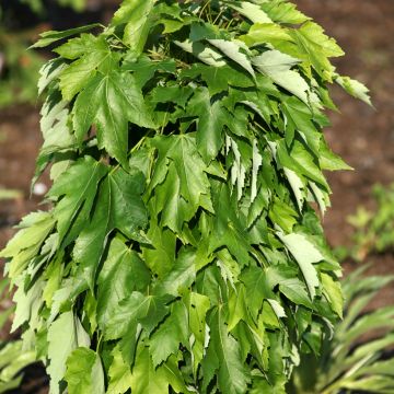 Acer rubrum Green Pillar - Acero Rosso