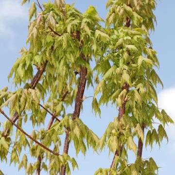 Acer rubrum Sekka - Acero Rosso