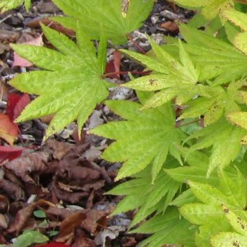 Acer shirasawanum Moonrise - Acero giapponese