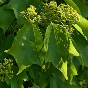 Acer buergerianum (semil) - Acero tridente