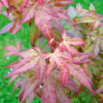 Acer palmatum Redwine - Acero giapponese Acer palmatum Redwine - Acero giapponese