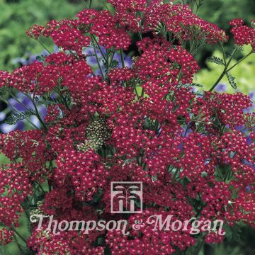 Achillea millefolium Cassis (semi)