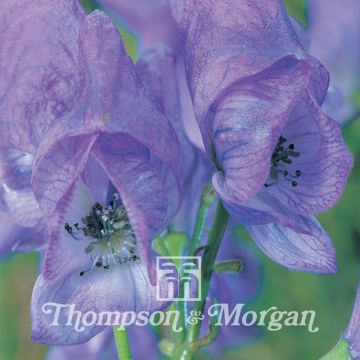 Aconitum carmichaelii - Aconito