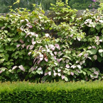 Actinidia kolomikta Adam - Kiwi tricolore