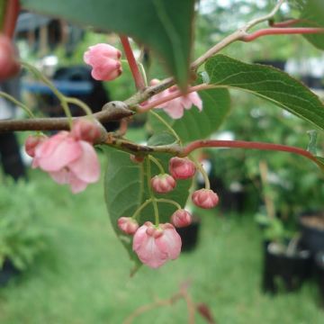 Actinidia pilosula - Kiwi ornamentale