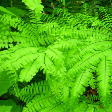 Adiantum aleuticum Miss Sharples - Felce capelvenere