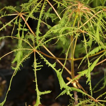 Aesculus Laciniata - Ippocastano