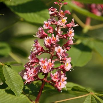 Aesculus x bushii - Ippocastano hibrido