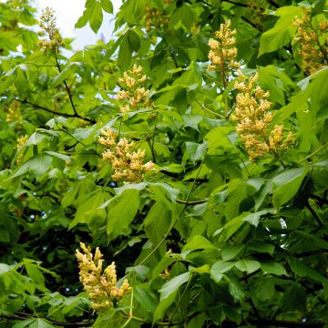 Aesculus flava - Ippocastano giallo