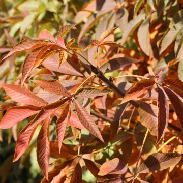 Aesculus glabra Herkenrode