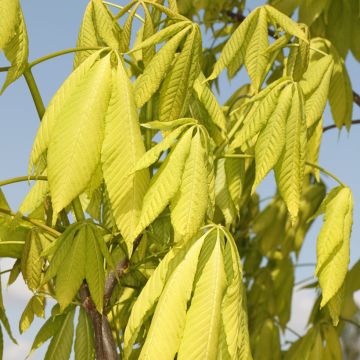 Aesculus glabra Sofia