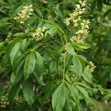 Aesculus glabra var. arguta Aesculus glabra var. arguta