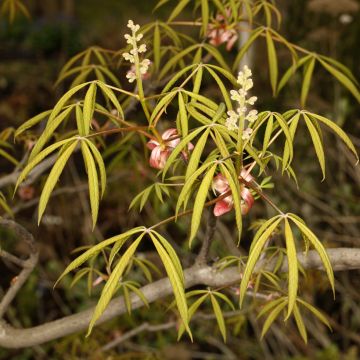 Aesculus x glaucescens - Ippocastano hibrido