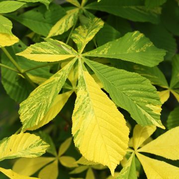 Aesculus hippocastanum Franek - Ippocastano