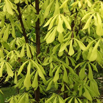 Aesculus hippocastanum Hampton Court Gold - Ippocastano