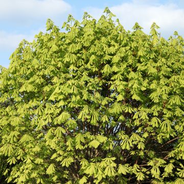 Aesculus hippocastanum Memmingeri - Ippocastano