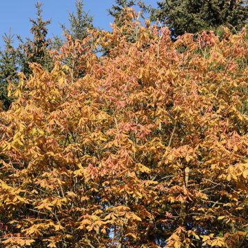 Aesculus x neglecta Erythroblastos - Ippocastano hibrido