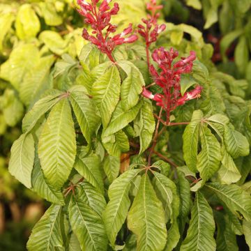 Aesculus pavia Humilis - Ippocastano rosso