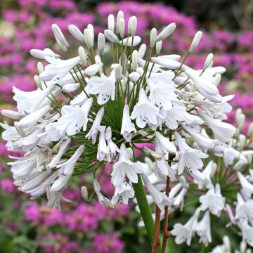 Agapanthus Windsor grey