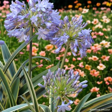 Agapanthus praecox Zambezi