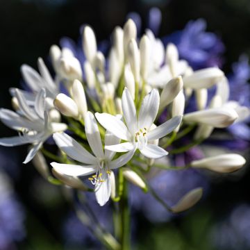 Agapanthus Arctic Star